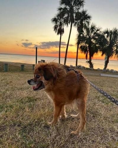 Tilly the short-spine dog looking alert